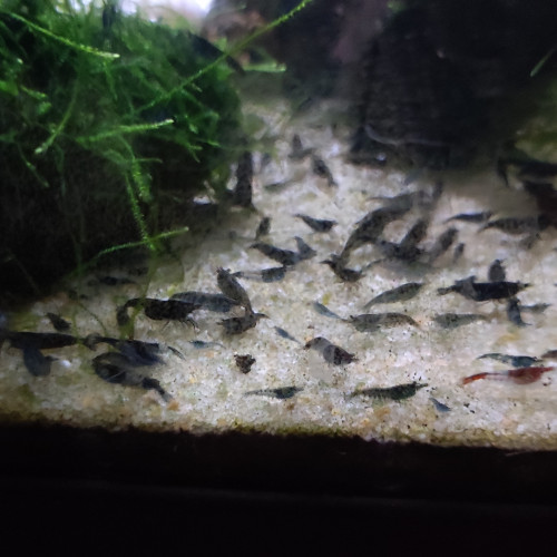 Mini crevettes bleues