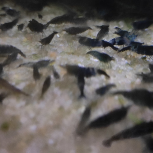 Mini crevettes bleues