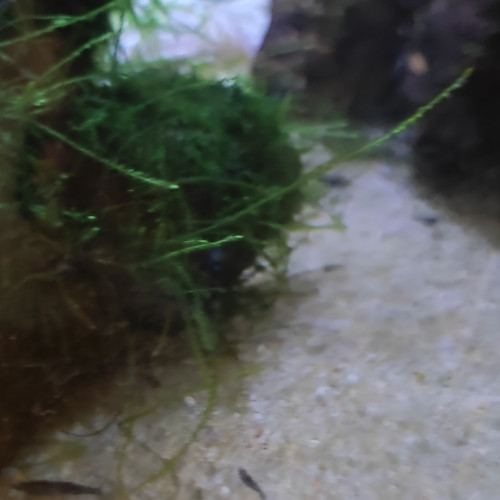 Mini crevettes bleues