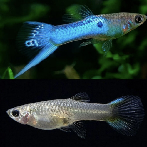 Alevins et jeunes guppy endler