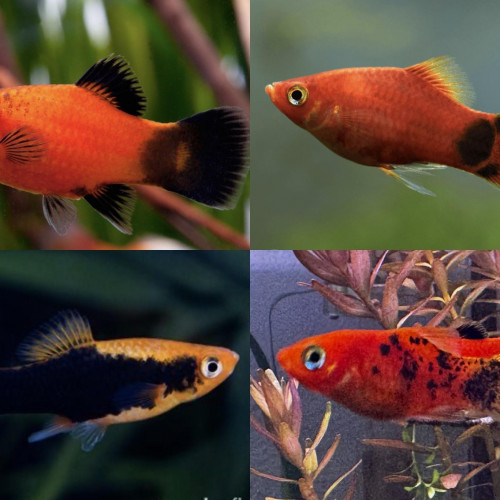 Alevins et jeunes platy