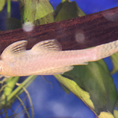 Ancistrus normaux et gold de 5-6cm