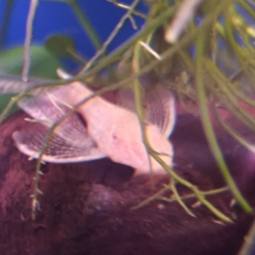 Ancistrus normaux et gold de 5-6cm