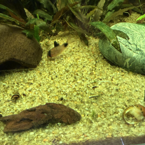 Corydoras panda