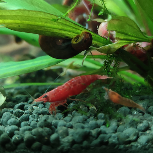 Neocaridinas Red Cherry