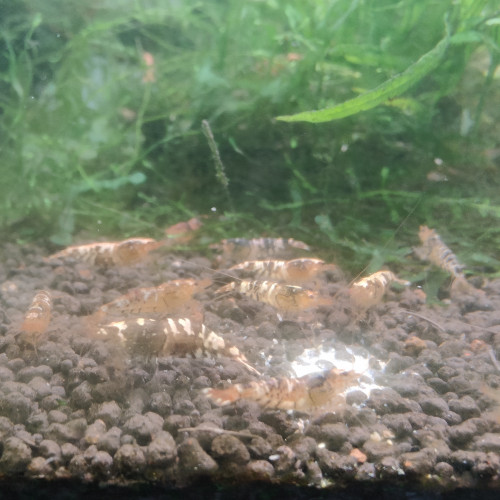 caridina taitibee mix