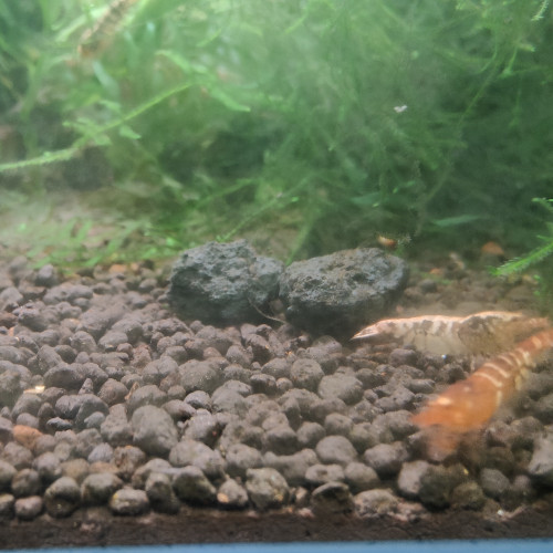 caridina taitibee mix