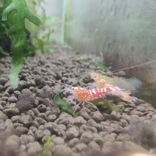 caridina taitibee mix