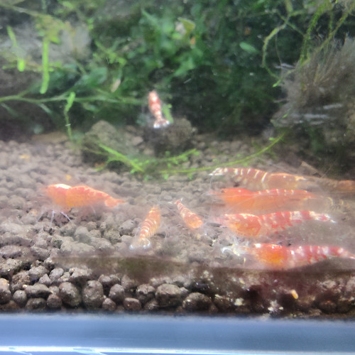 caridina taitibee mix