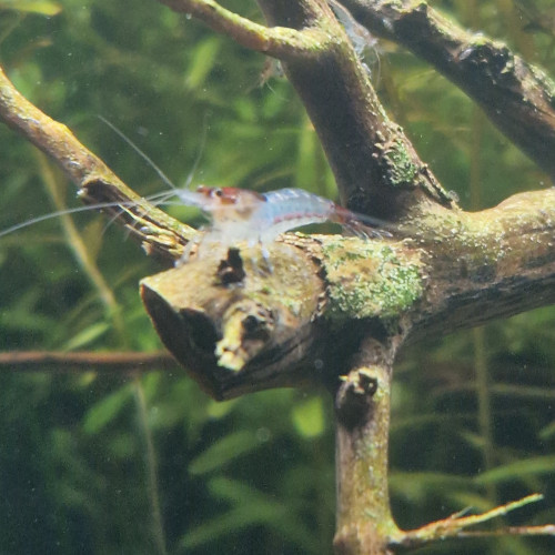 Crevettes déclassées (souche blue jelly)