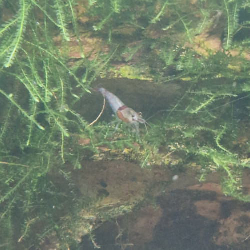 Crevettes déclassées (souche blue jelly)