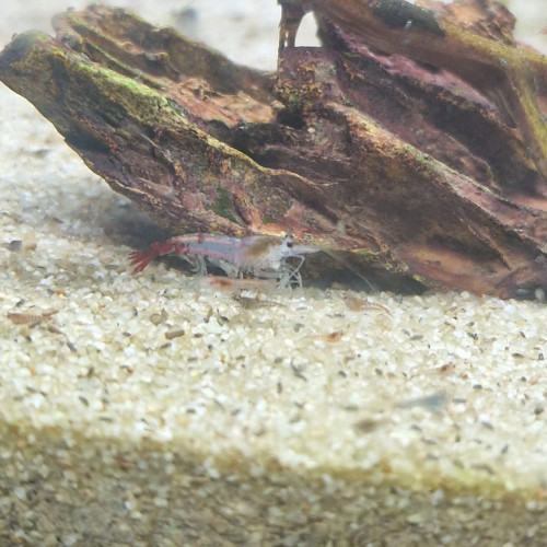 Crevettes déclassées (souche blue jelly)