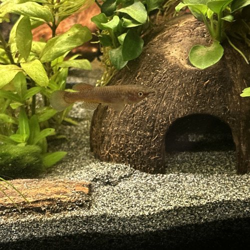 Killies fundulopanchax gardneri nigerianus couple