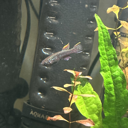 Killies fundulopanchax gardneri nigerianus couple