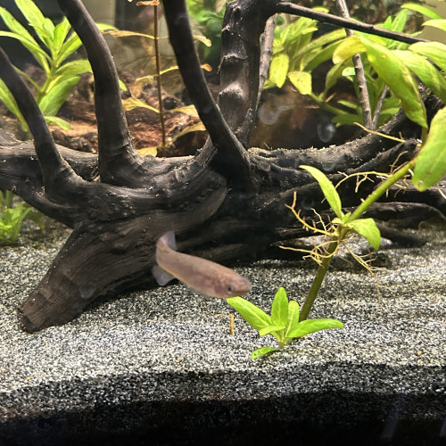 Killies fundulopanchax gardneri nigerianus couple