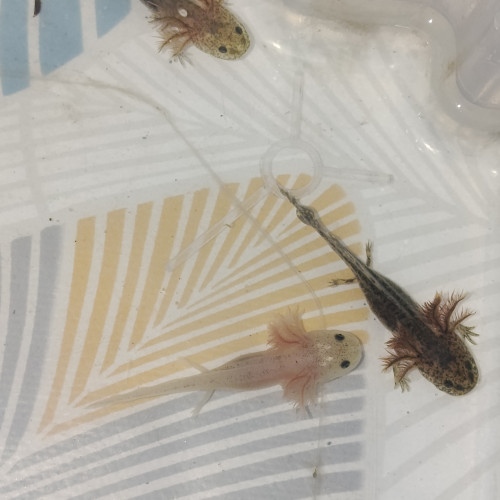 Jeune axolotls