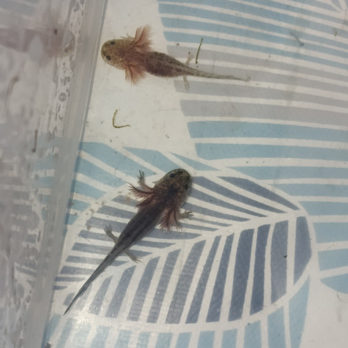 Jeune axolotls