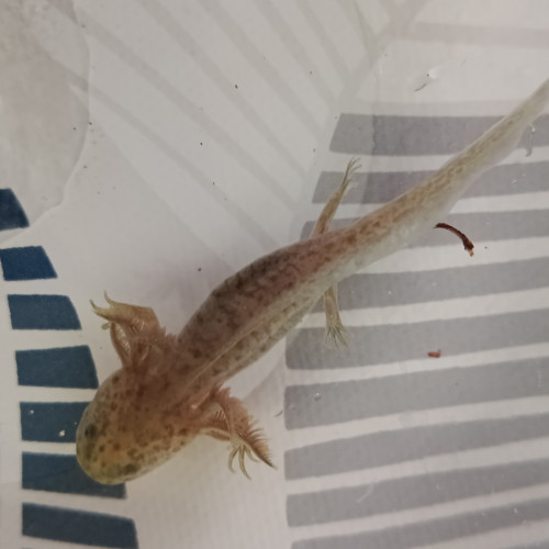 Jeune axolotls
