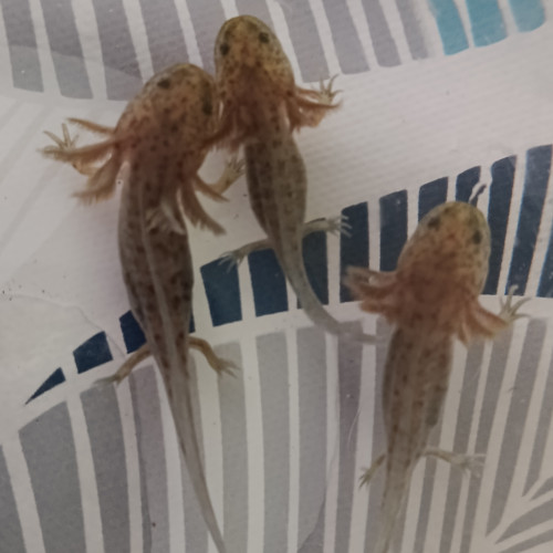 Jeune axolotls