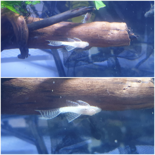 Ancistrus voilé gold et noir