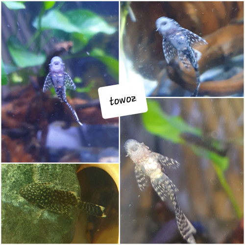 Ancistrus voilé gold et noir