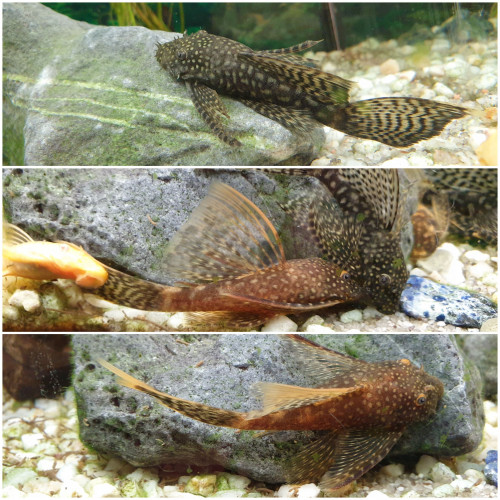 Ancistrus voilé gold et noir