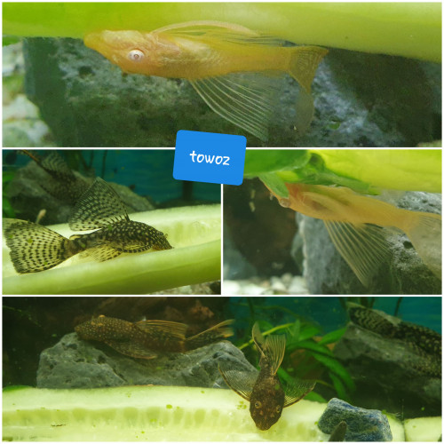 Ancistrus voilé gold et noir