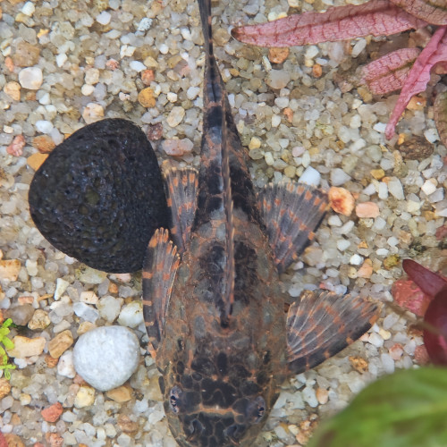 Gibbiceps Pleco voile