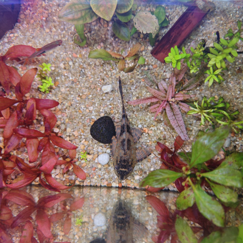 Gibbiceps Pleco voile