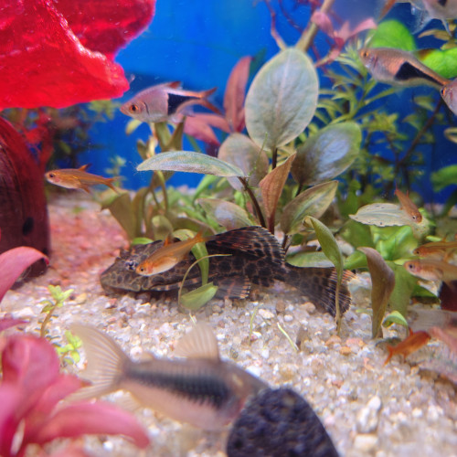 Gibbiceps Pleco voile