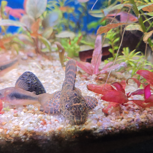 Gibbiceps Pleco voile