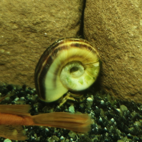 Escargot géant zébré