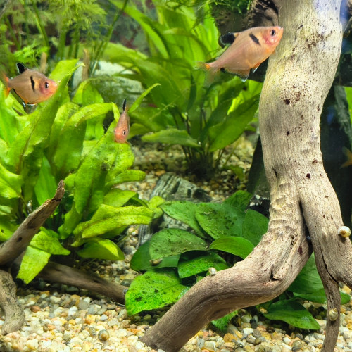 A donner banc de 6 tétra sang