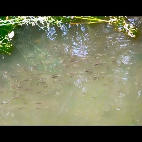 Gambusie anti moustiques