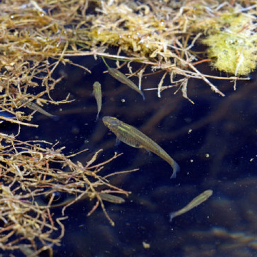 Gambusie anti moustiques