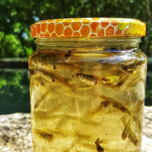 Gambusia Holbrooki / Gambusia affinis