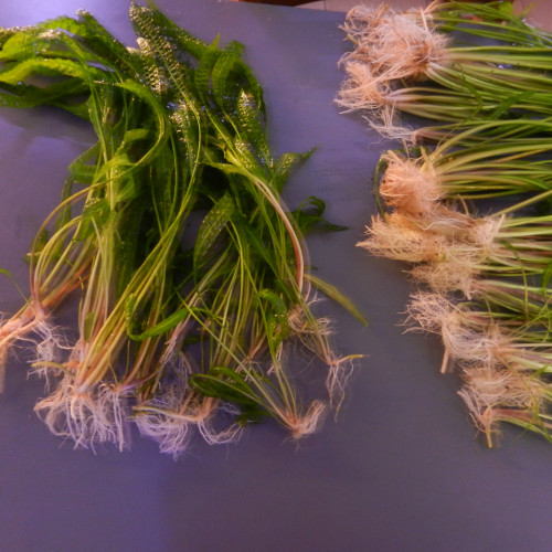 Cryptocorines aponogétifolias