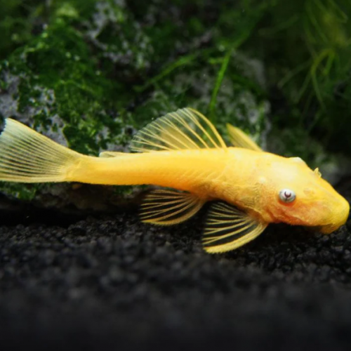 Don - Couple Ancystrus  [Noir/Albinos] - Lyon