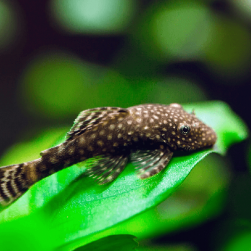 Don - Couple Ancystrus  [Noir/Albinos] - Lyon