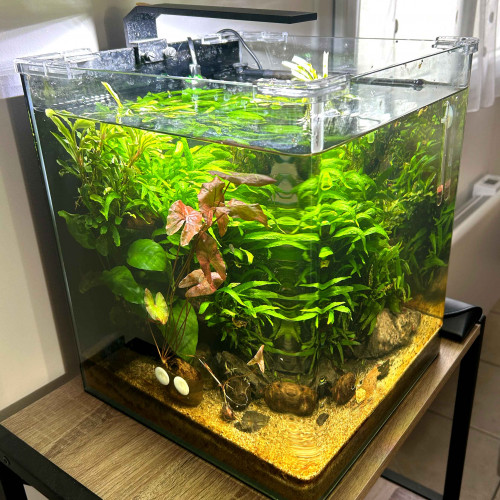 Nanocube Dennerle 30l coins arrondis