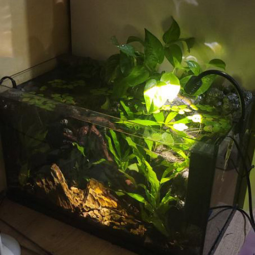 Aquarium 35l équipé