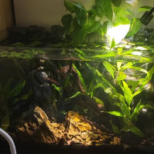 Aquarium 35l équipé