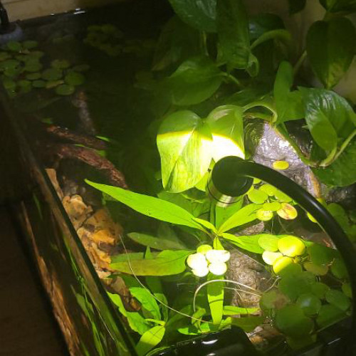 Aquarium 35l équipé