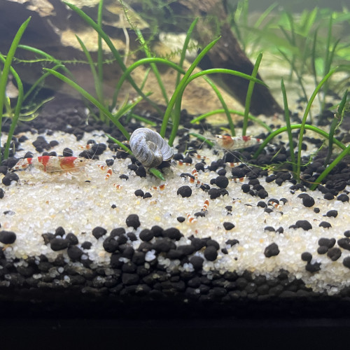 Neocardina cristal red