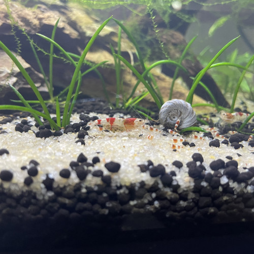 Neocardina cristal red