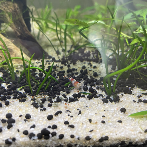 Neocardina cristal red