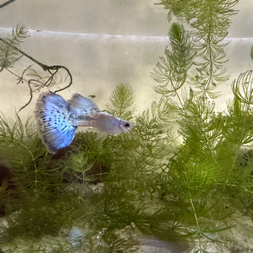 Guppy Blue Grass
