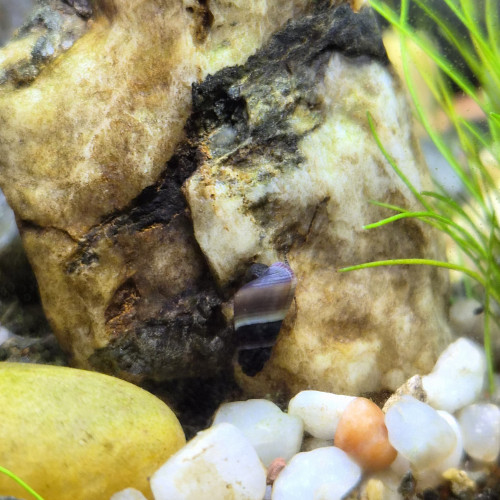 Tylomenia Patriarchalis White spot.