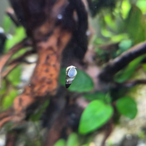 Tylomenia Patriarchalis White spot.