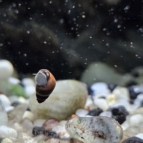 Tylomenia Patriarchalis White spot.